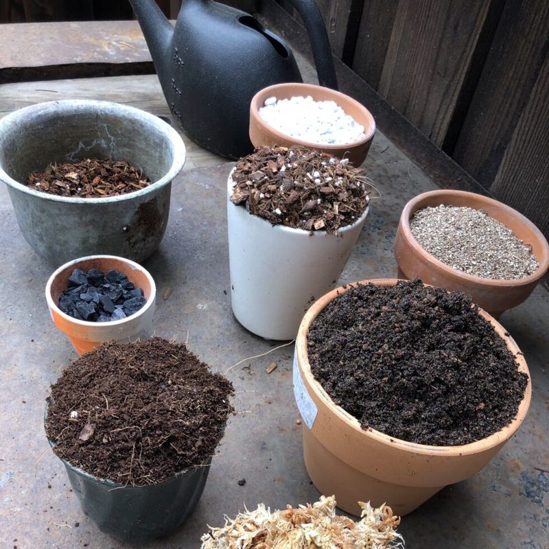Use Well-Draining Potting Mix