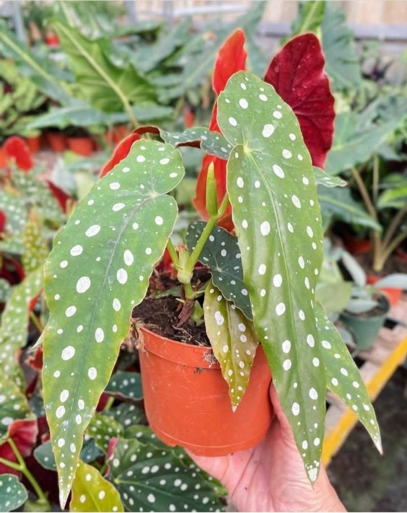 Rotate Plants Regularly