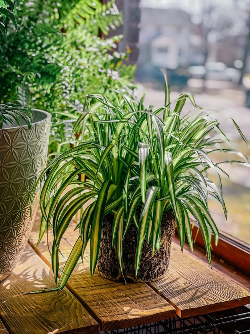 Use Slightly Smaller Pots For Compact Growth