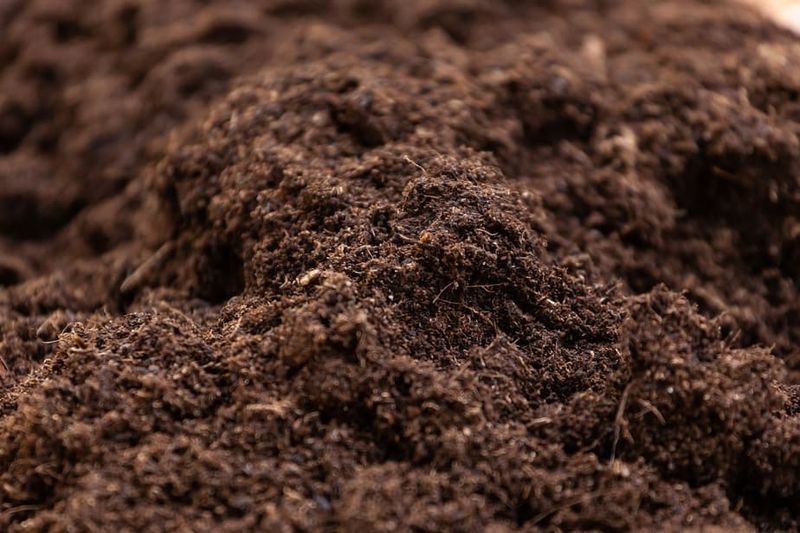 Use Well-Draining Soil