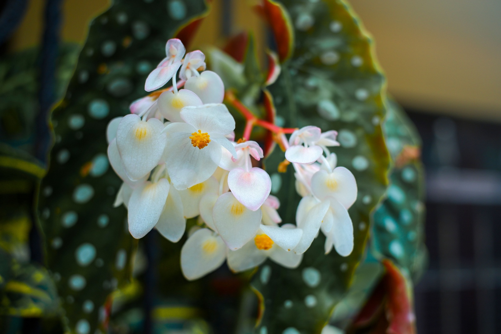 begonia in bloom