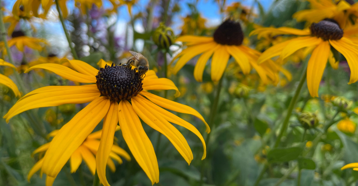 bees on black eyed susans