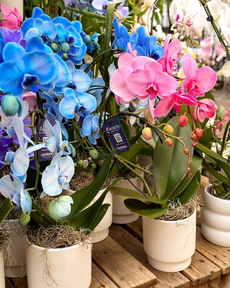 Enjoy Long Lasting Blooms After The Holiday