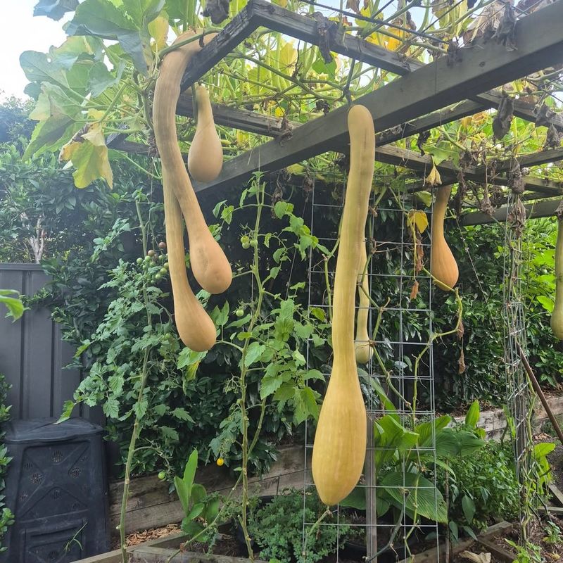 Tromboncino Squash Climbs High While Pole Beans Keep Reaching