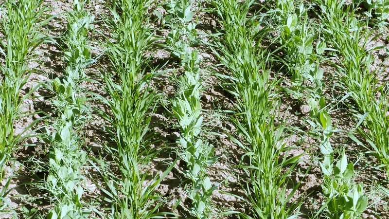 Peas And Oats Create Early Spring Support