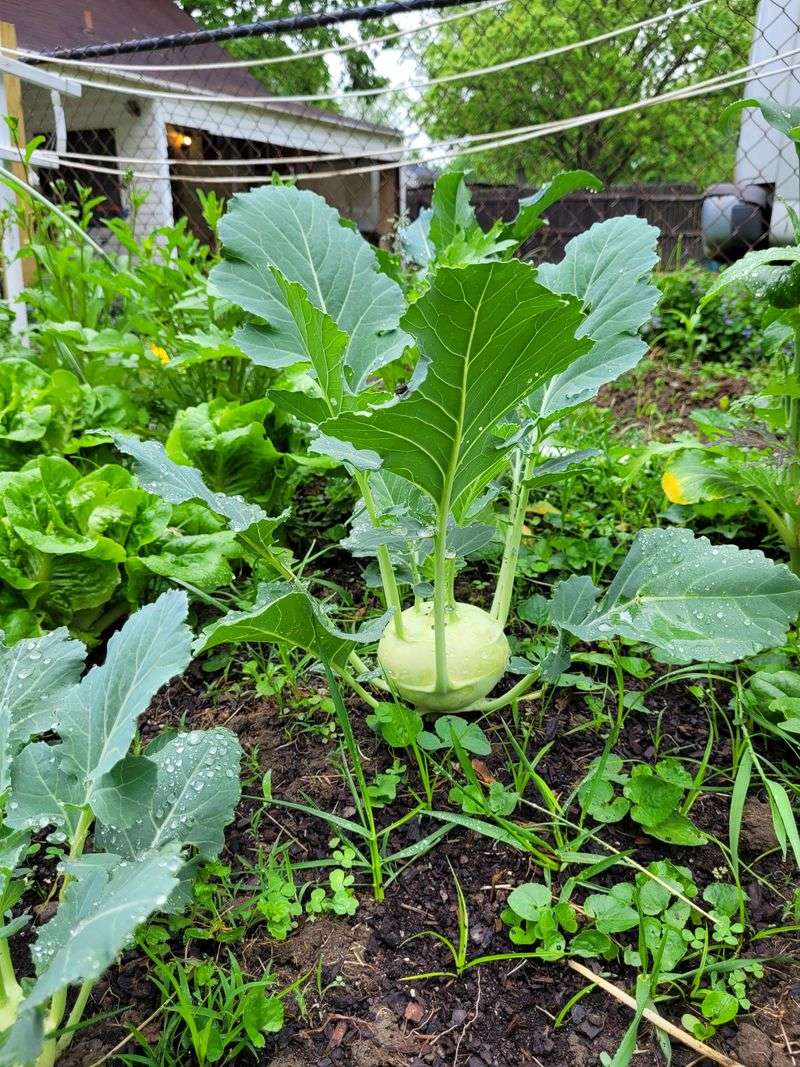 Kohlrabi Performs Well In Georgia's Cool Seasons