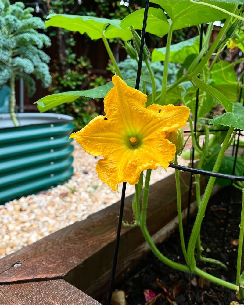 Support Strong Pollination Early On