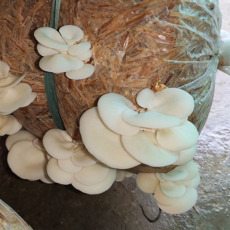 Creating Ideal Fruiting Conditions With Humidity, Light, And Fresh Air