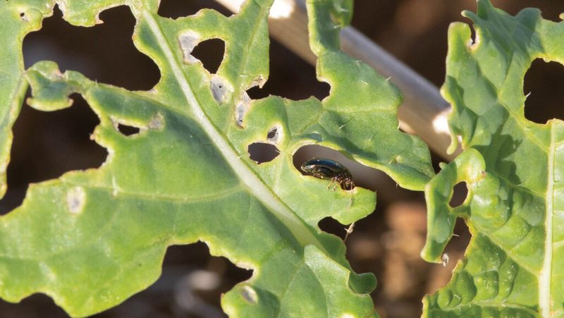 Young Plants Face The Greatest Risk From Feeding