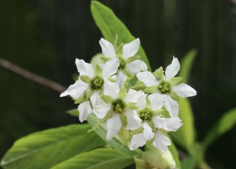 Indian Plum (Osoberry)