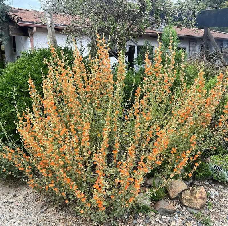 Desert Mallow (Sphaeralcea ambigua)