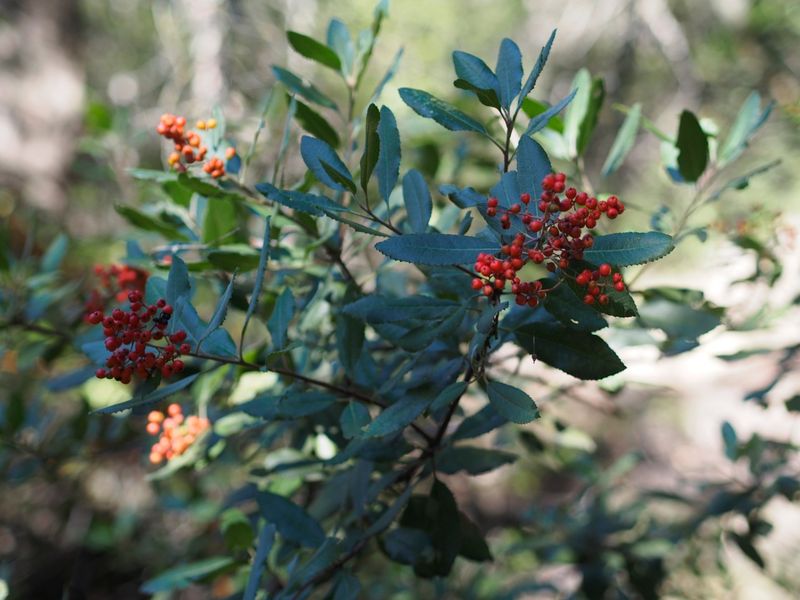 Toyon (Heteromeles arbutifolia)