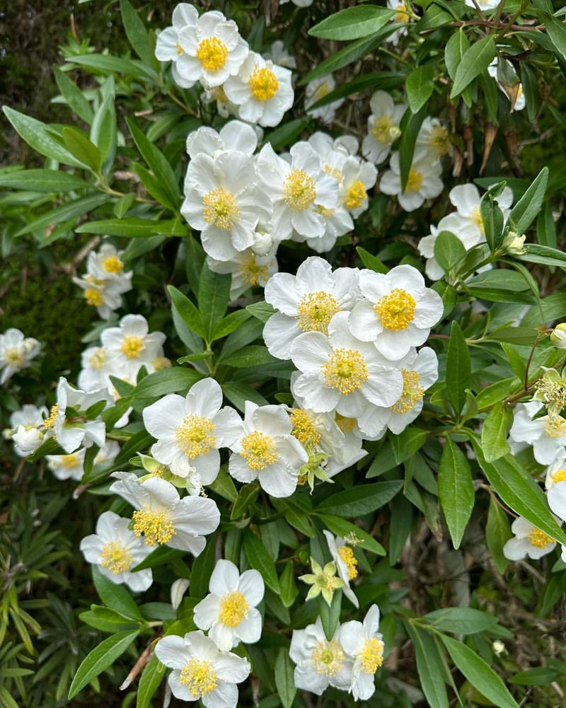 Bush Anemone (Carpenteria californica)
