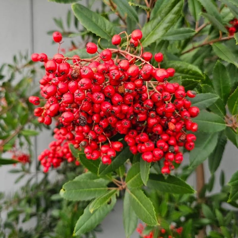 Toyon (Heteromeles arbutifolia)