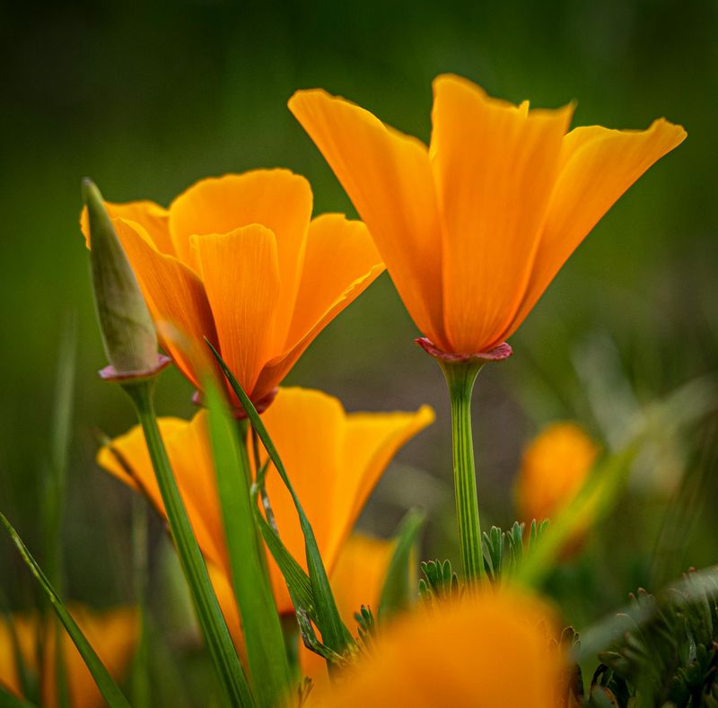 California Poppy