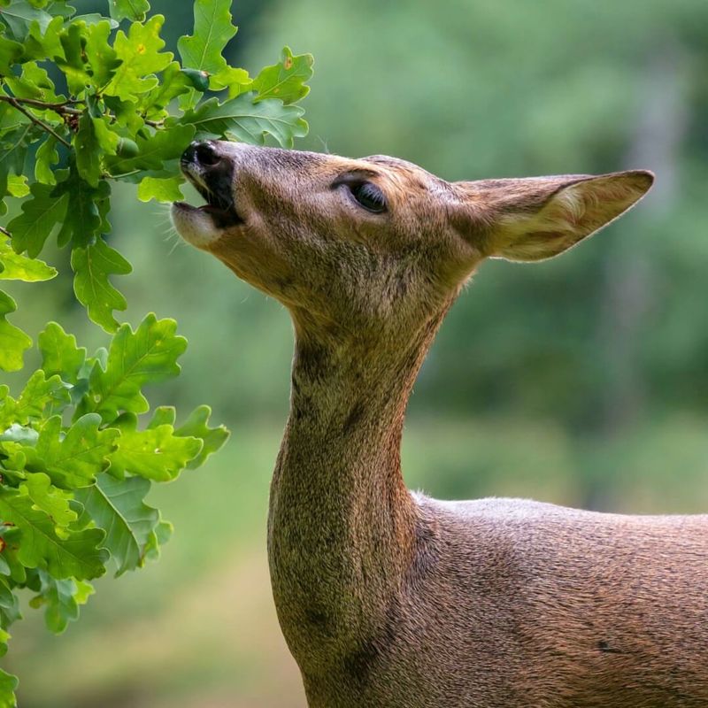 Oak Seedlings (Quercus spp.)