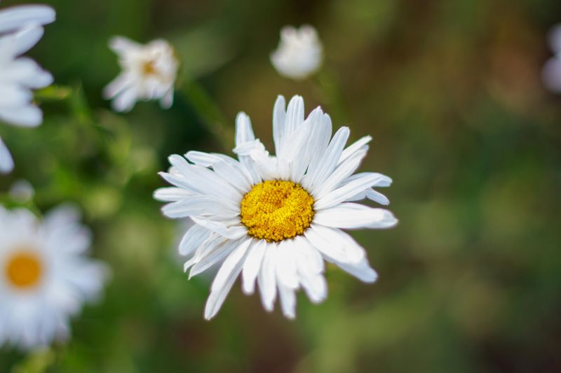 April Celebrates Daisies And A Surprisingly Deep Meaning