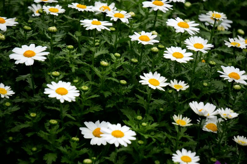 April Daisy And Sweet Pea And Pure Joy In Bloom
