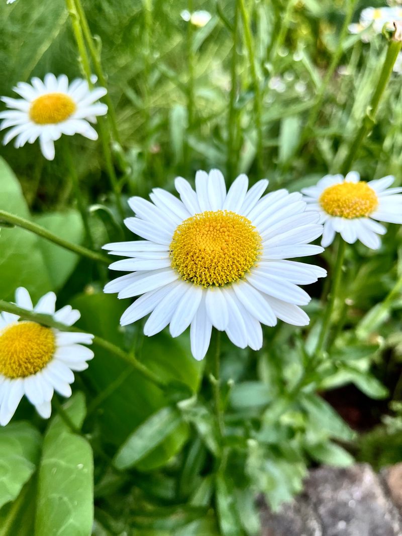 April — Daisy