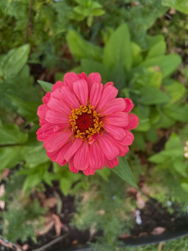 Zinnia (Zinnia elegans)