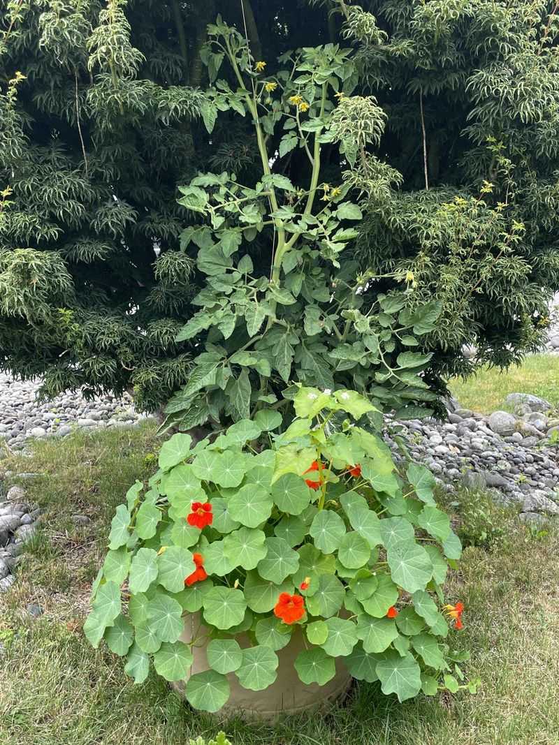 Nasturtiums
