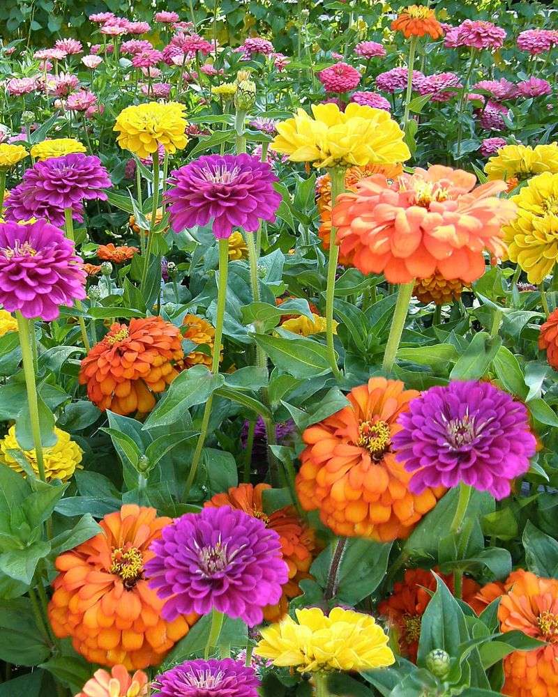 Zinnias Grow Fast And Bloom Even Faster