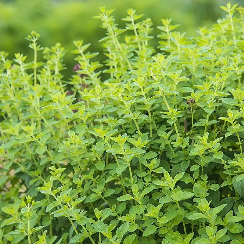Oregano Provides Ground Cover And Flavor