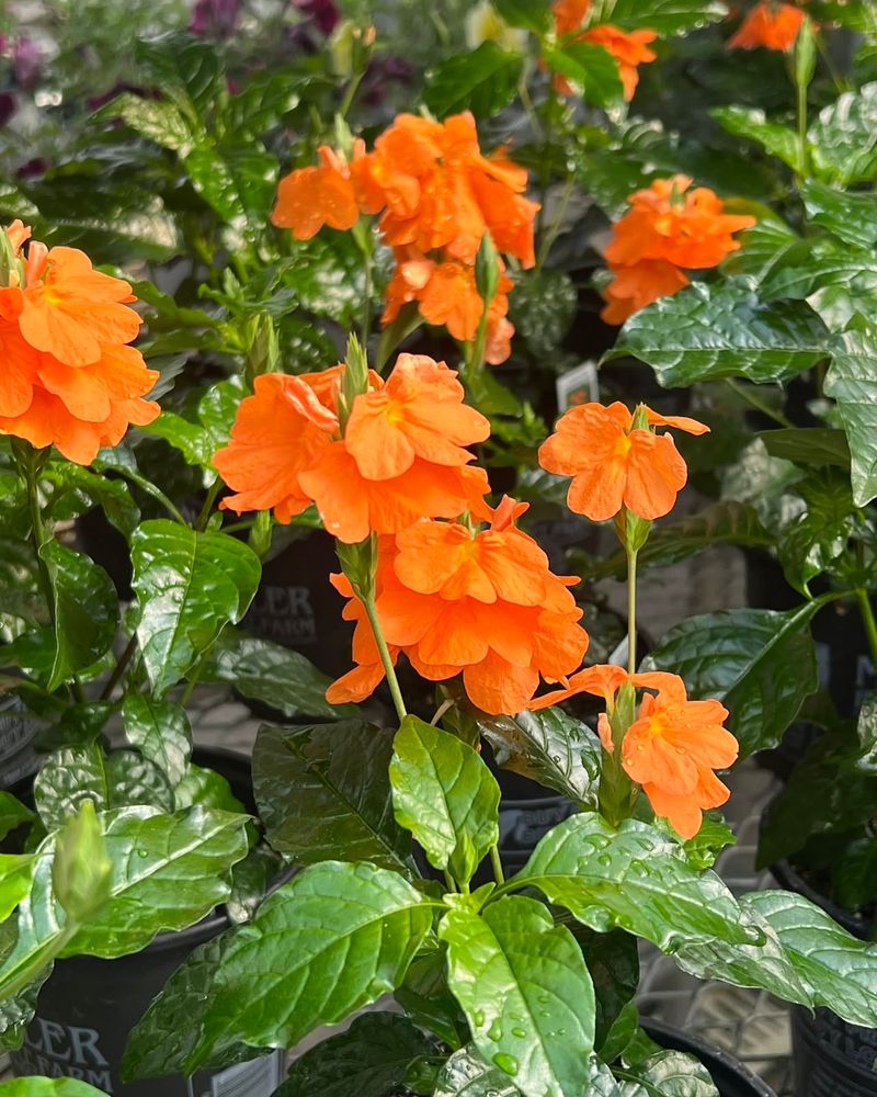 Crossandra Glows In Warm Shade