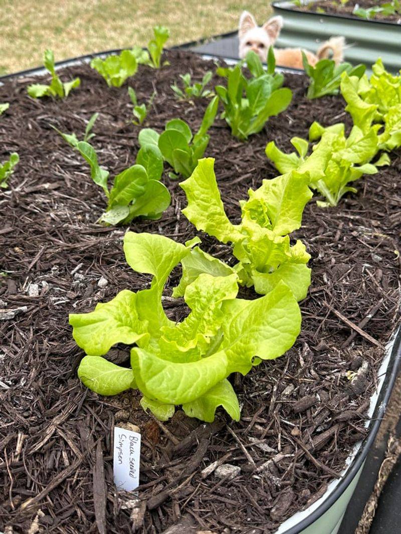 Lettuce Locks In Soil Moisture