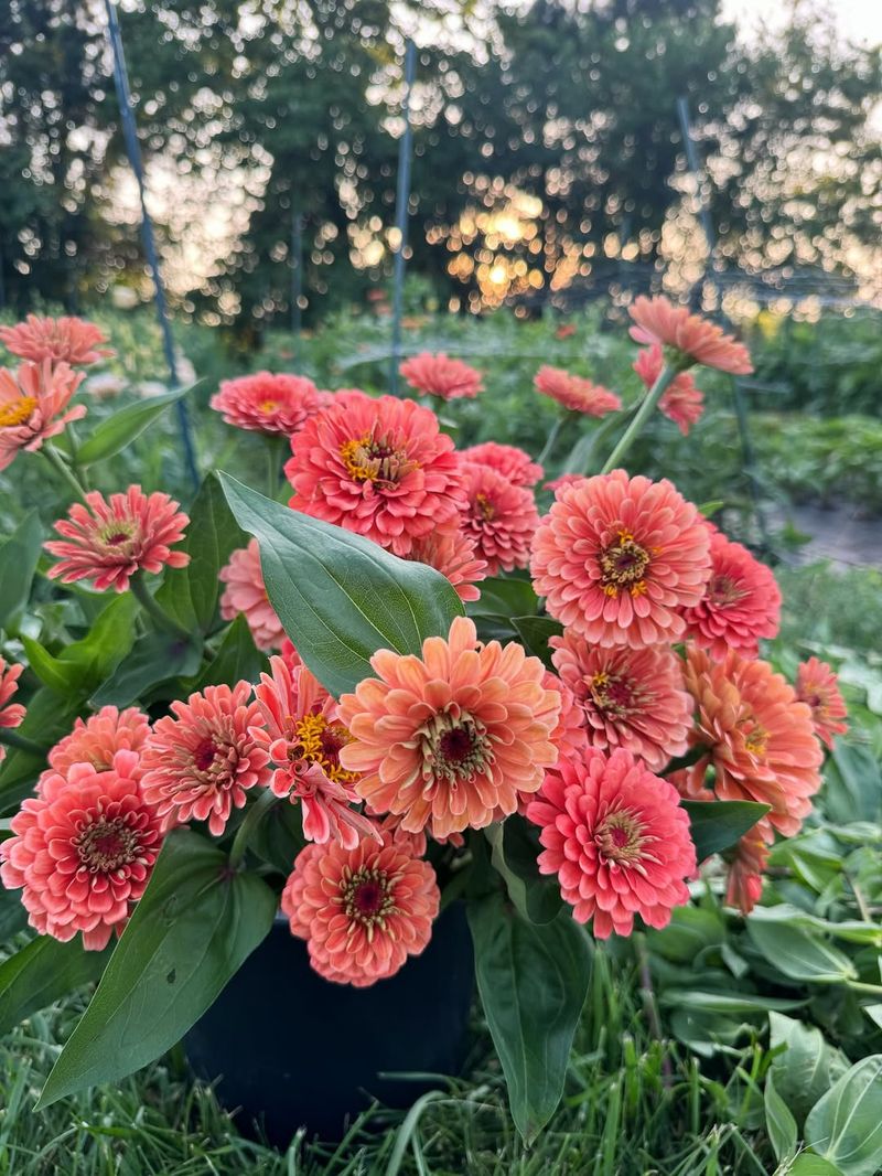 Zinnias Explode With Bold Color In Full Sun