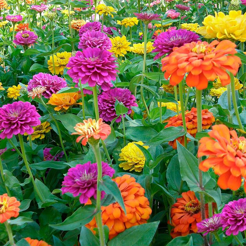 Zinnias Thrive In Warm Coastal Conditions