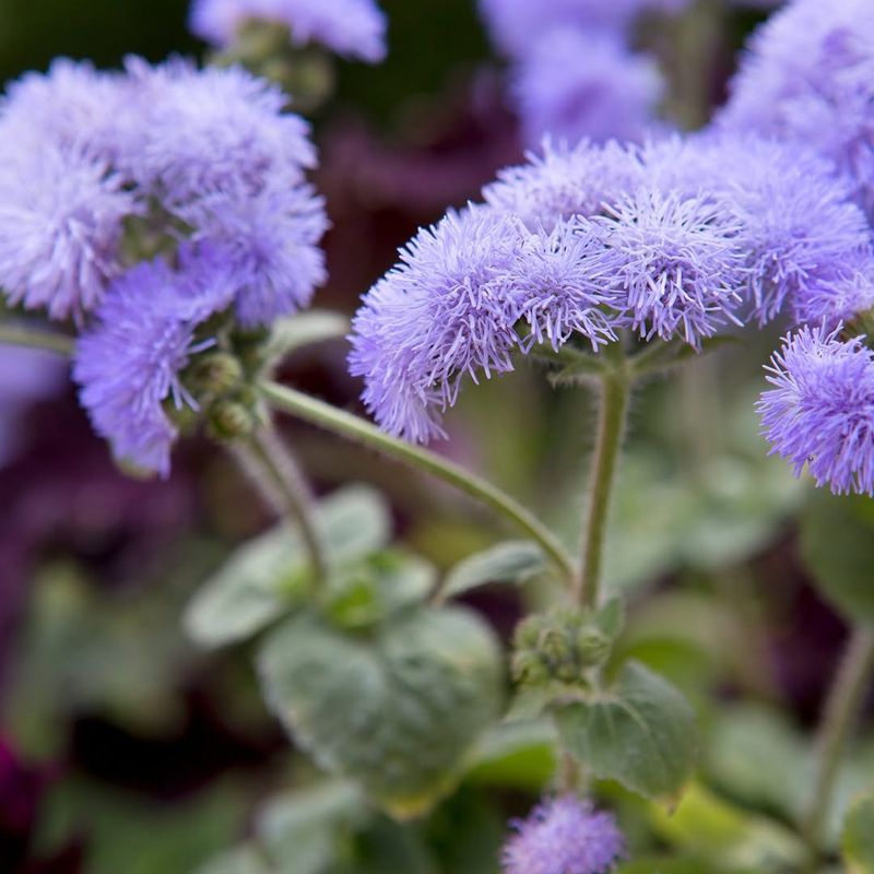 Ageratum Brings Long Lasting Color