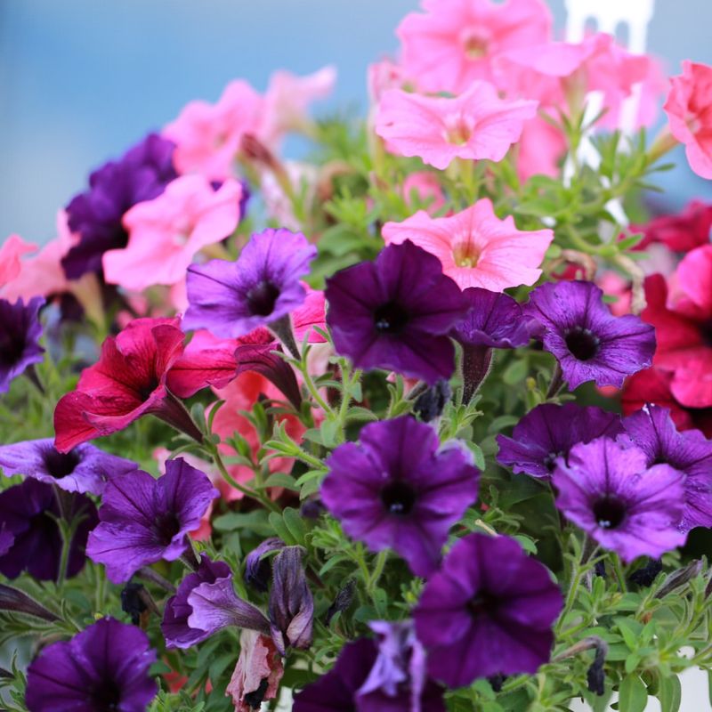 Petunias (Petunia Spp.)