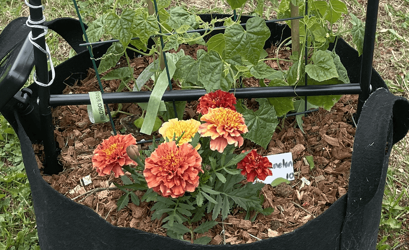 Your Vegetables Will Grow Stronger With Companion Planting