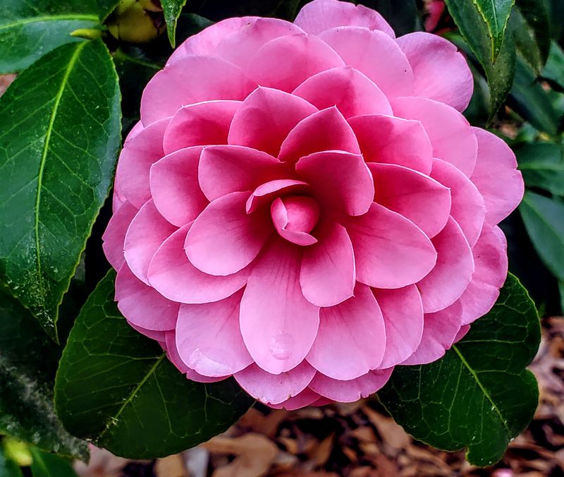 Coastal Georgia Botanical Gardens Shows Coastal Landscapes and Native Habitats