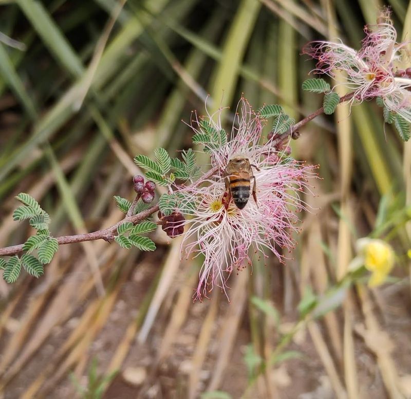 Limit Water Once Plants Are Established