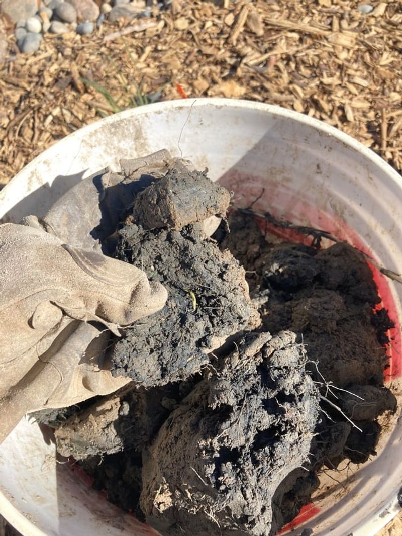 Prioritize Excellent Drainage In Heavy Or Clay Soils