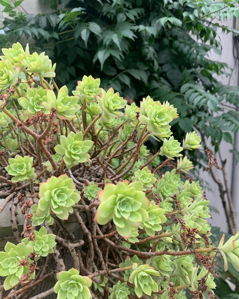 Low-Growing Texture Pairs Naturally With Sedum