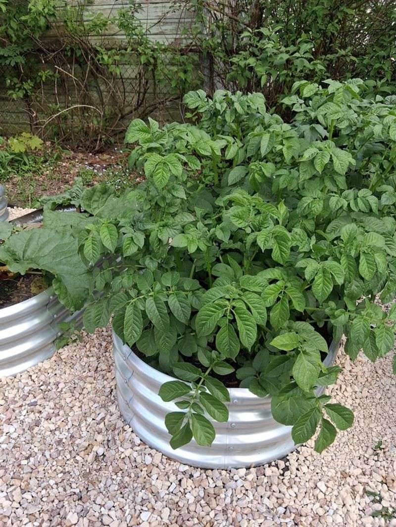 Potatoes Share Diseases!