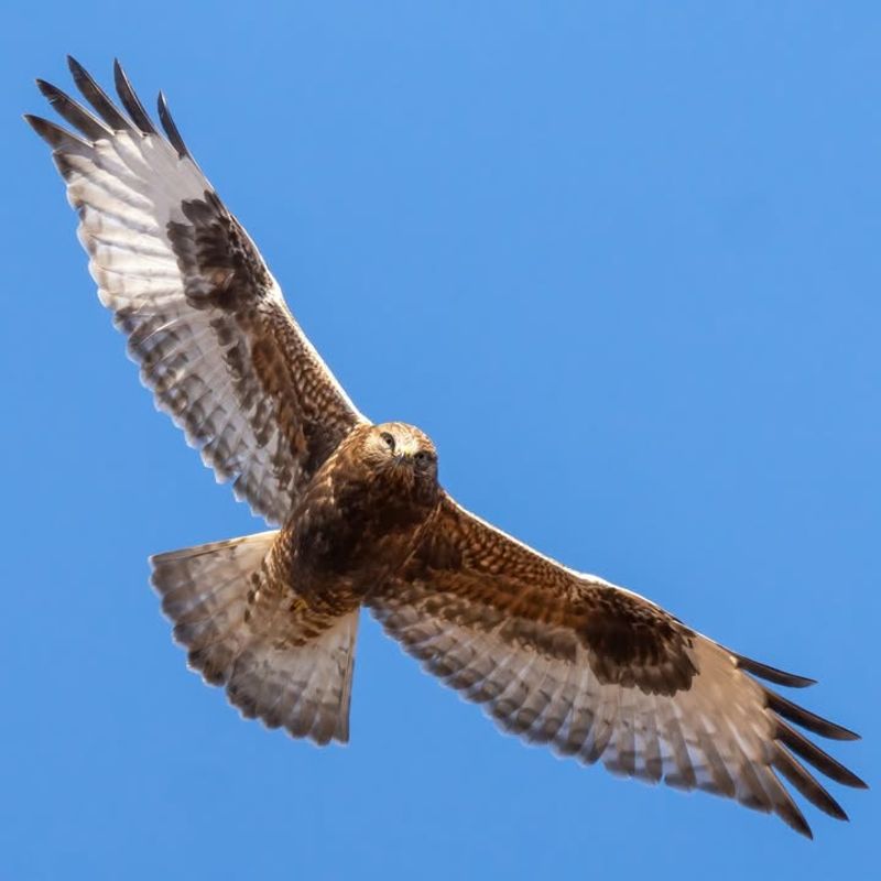 Open Lawns And Fields Make Hunting Easier