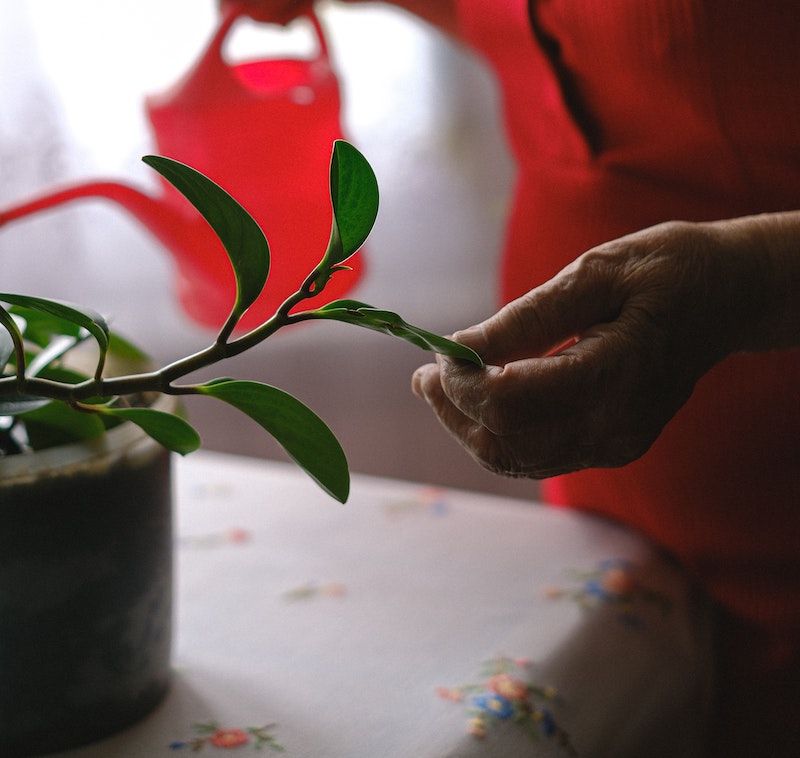 Water Only When Soil Dries Completely Between Sessions