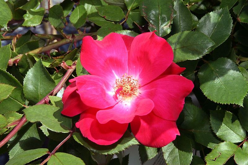 June Shines With Roses And Their Powerful Symbolism