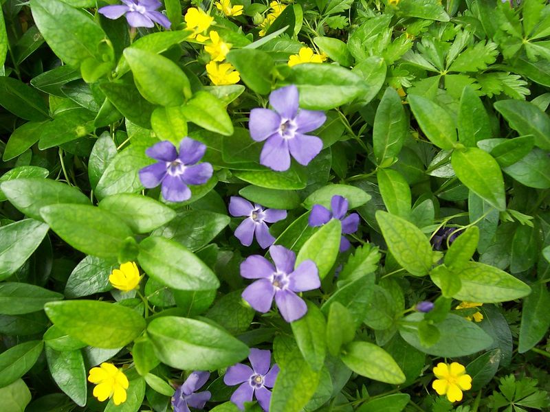 Periwinkle / Vinca (Vinca minor)