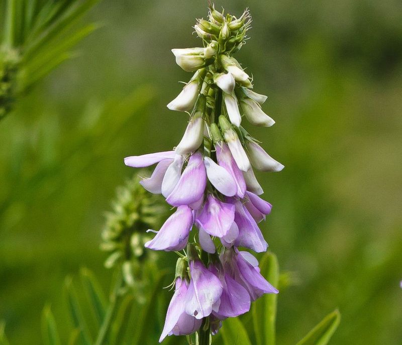 Goatsrue (Galega officinalis)