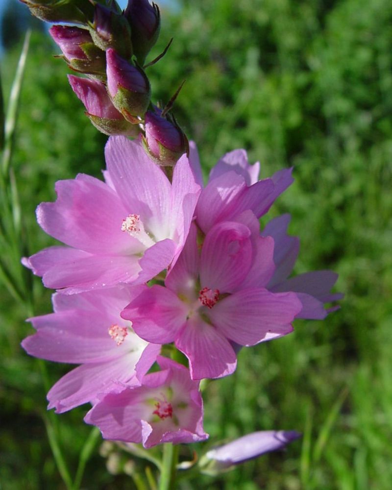 Why It's Perfect For Fence Lines