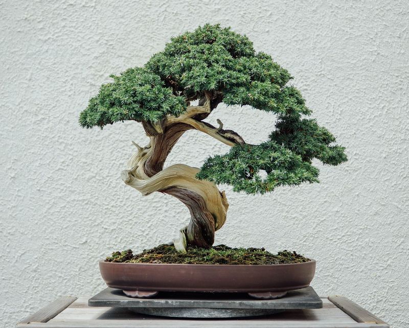 Bonsai Trees