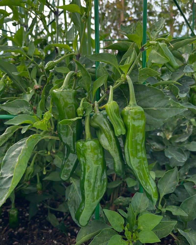 Peppers Set Roots While Focusing On Top Growth