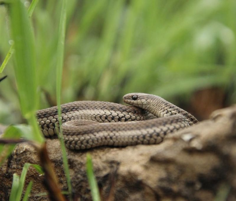 Early Spring Rains Increase Movement