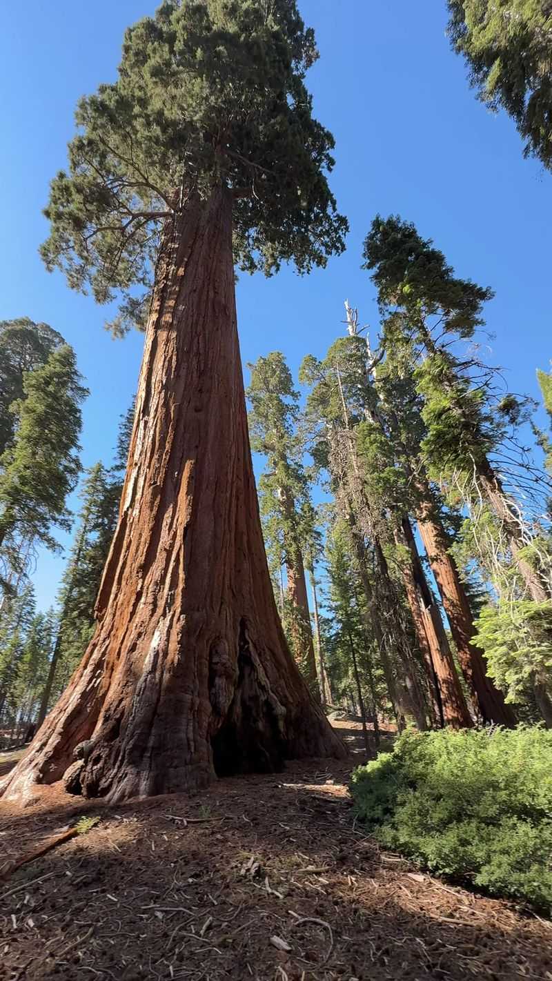 General Grant, The Nation's Christmas Tree (Kings Canyon)