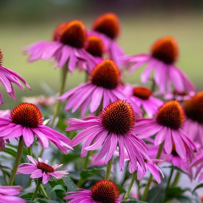 Purple Coneflower (Echinacea Purpurea)